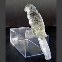Lancaster Parrot